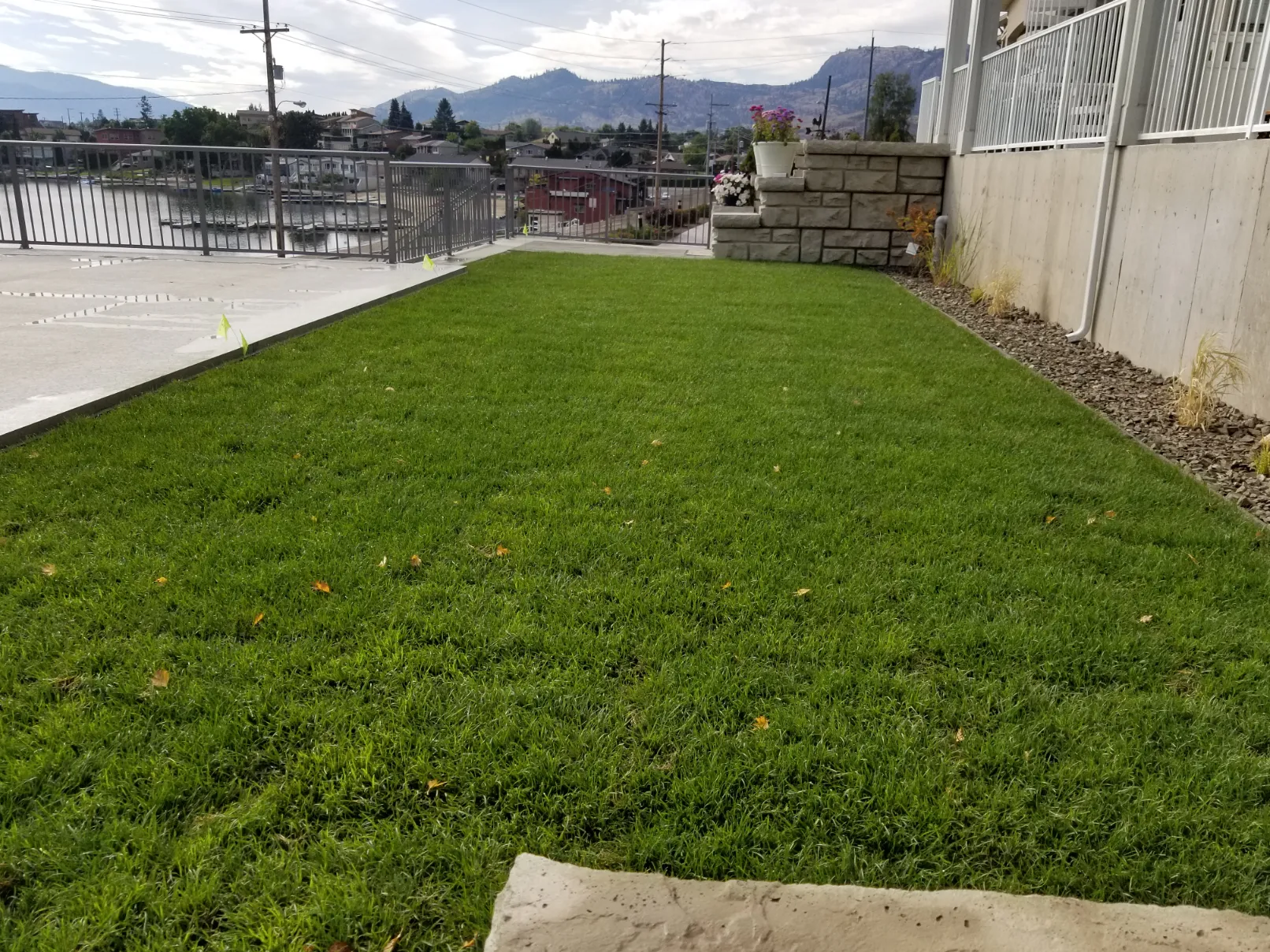 Fresh sod lawn installation in Osoyoos residential yard