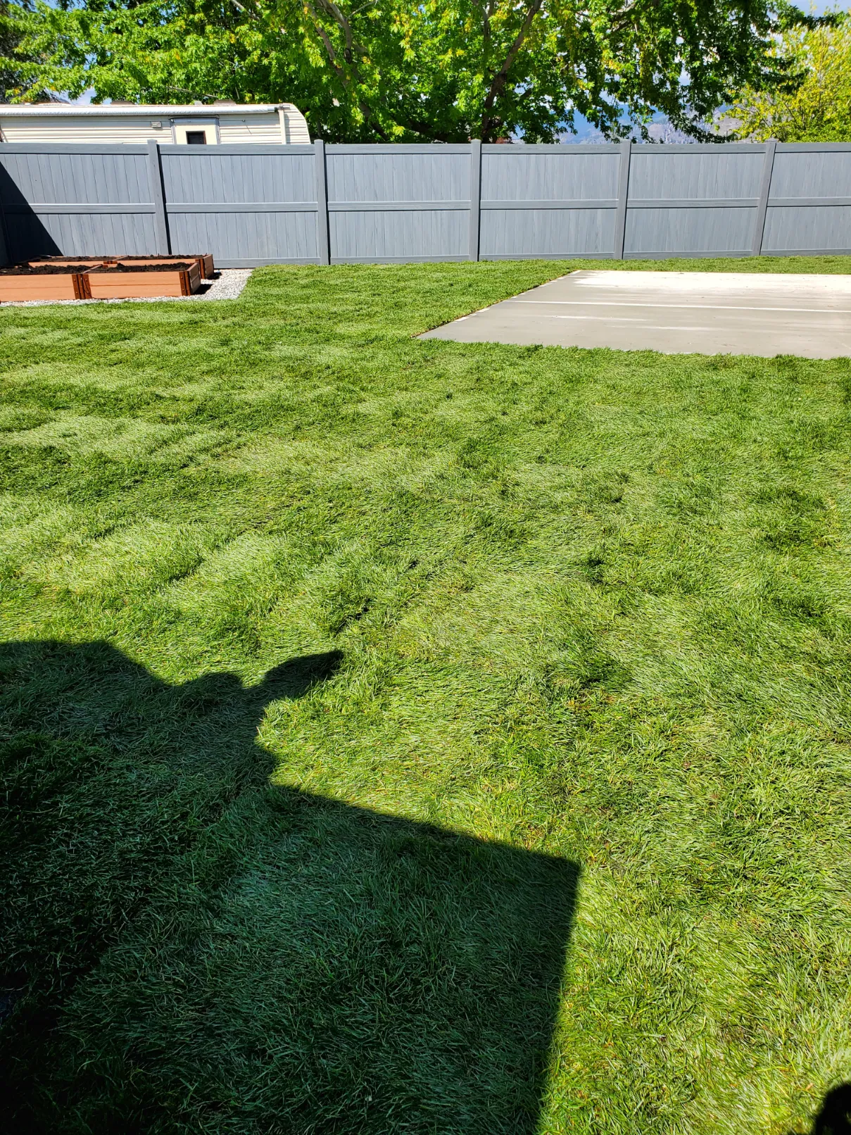Instant lawn transformation with premium grass sod laying and soil preparation in Oliver BC