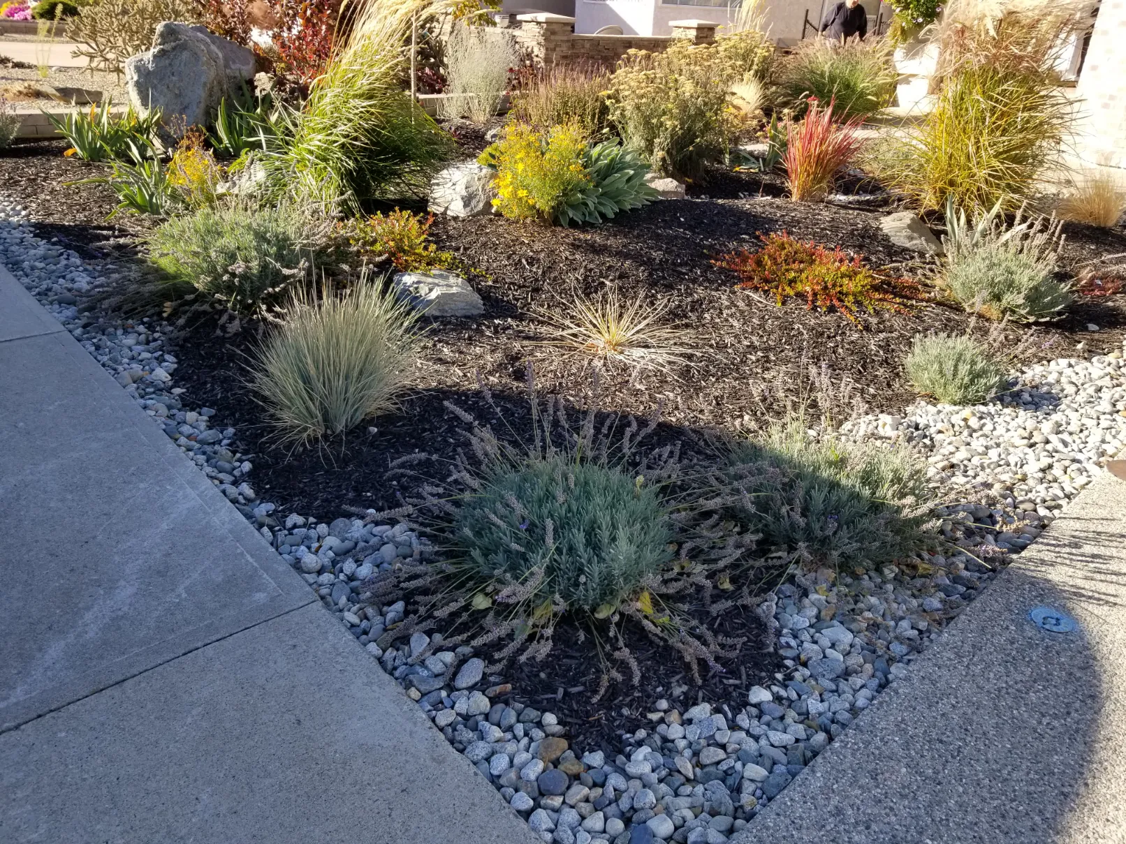 Xeriscape planting in Osoyoos and Oliver BC