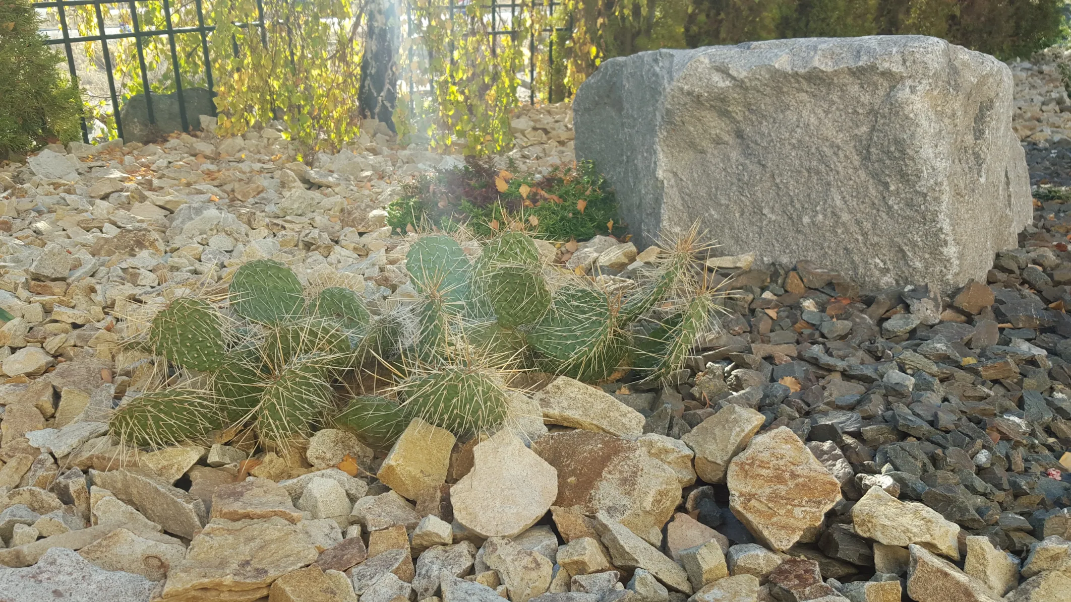 Xeriscape planting in Osoyoos and Oliver BC