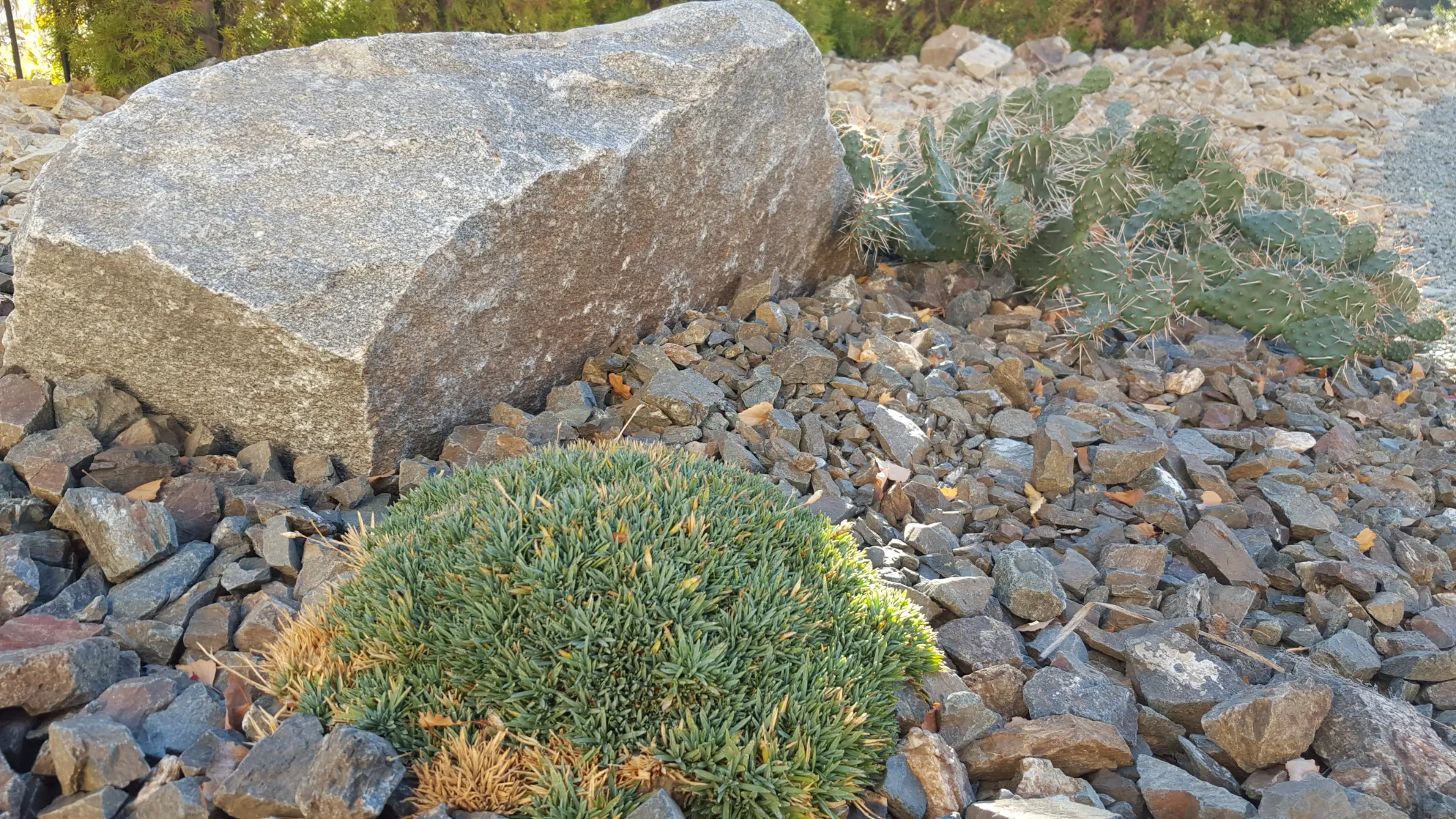 Xeriscape planting in Osoyoos and Oliver BC