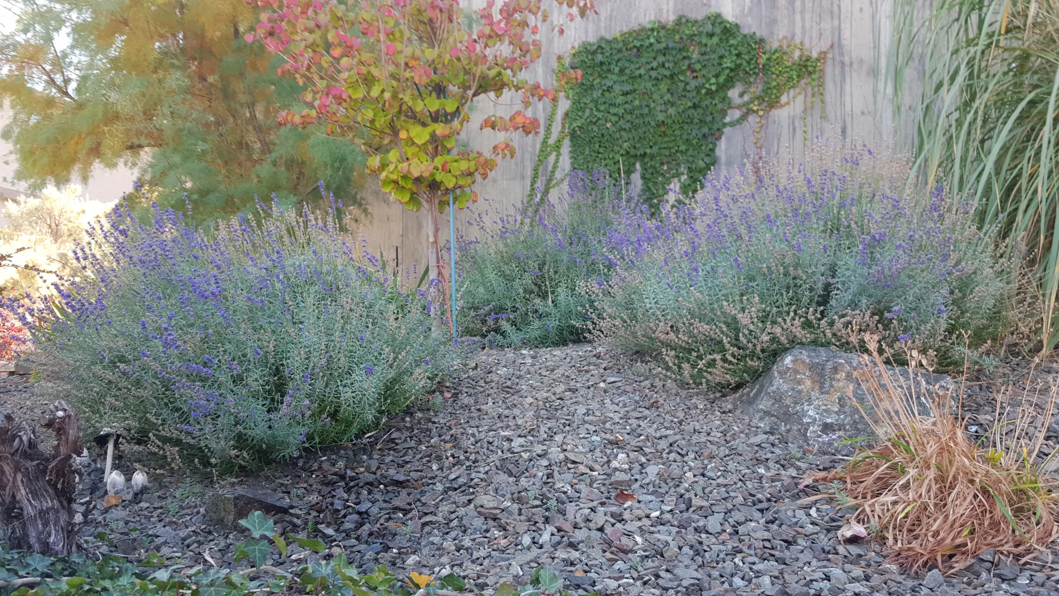 Xeriscape planting in Osoyoos and Oliver BC