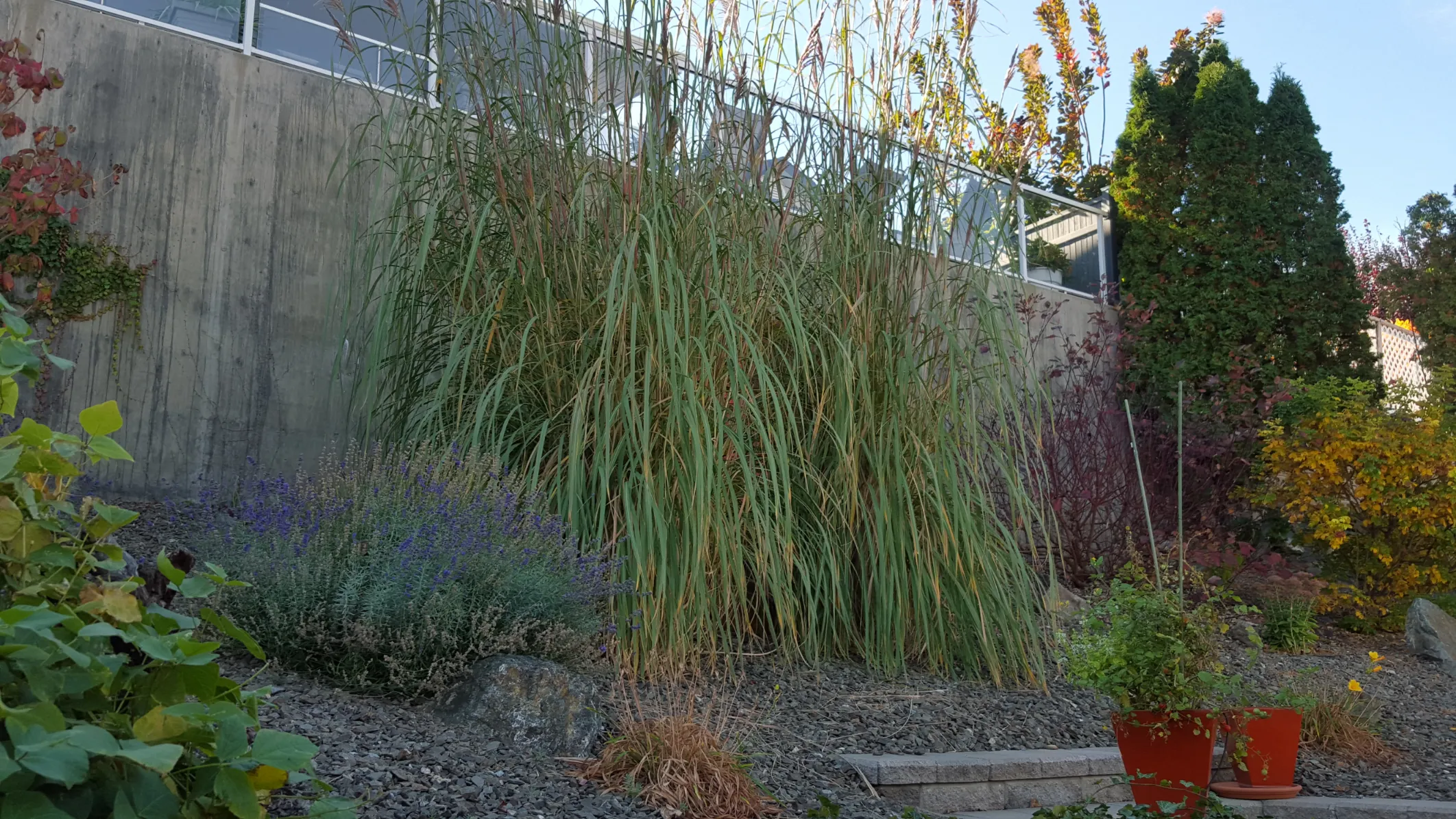 Xeriscape planting in Osoyoos and Oliver BC