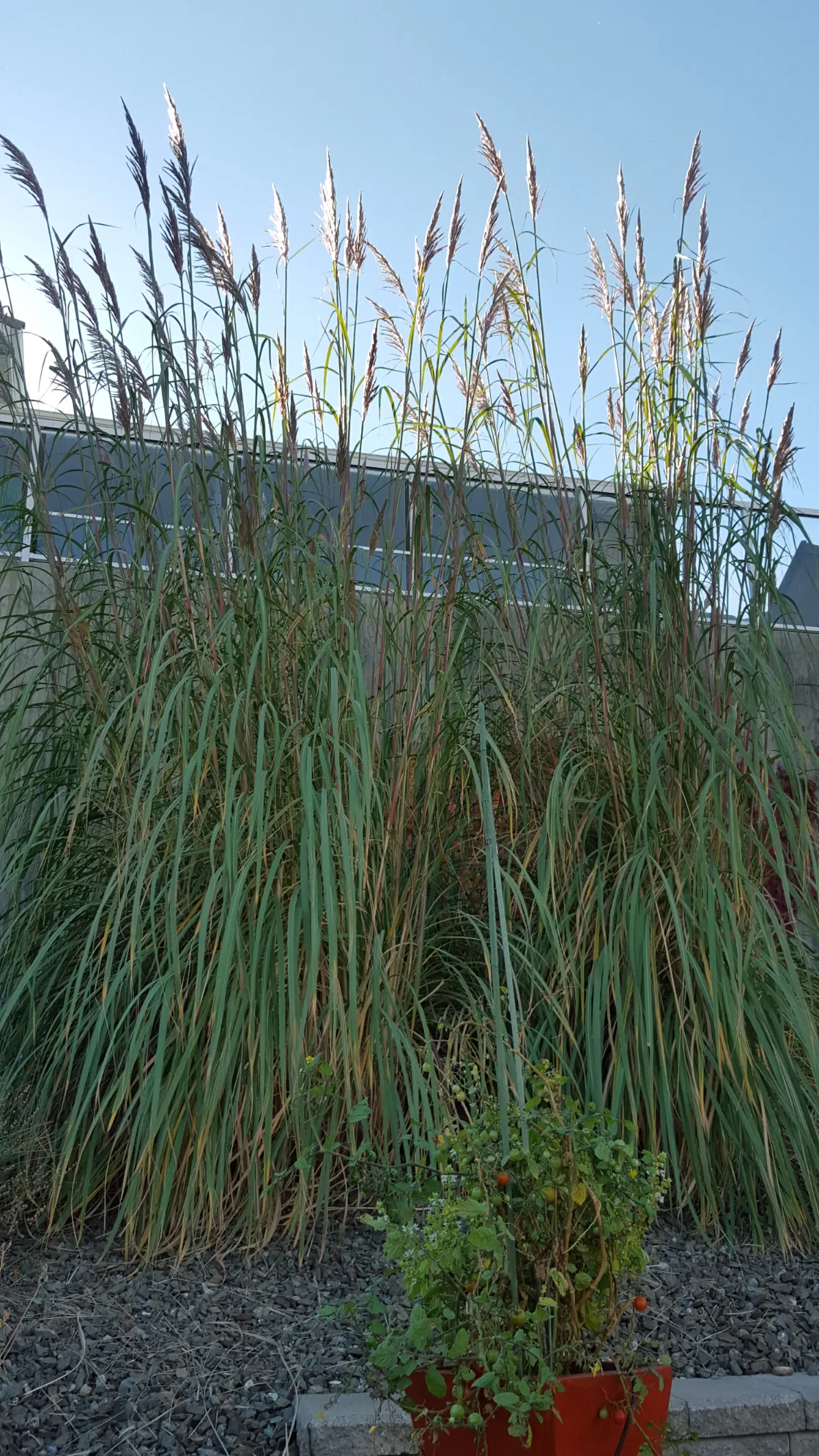 Xeriscape planting in Osoyoos and Oliver BC