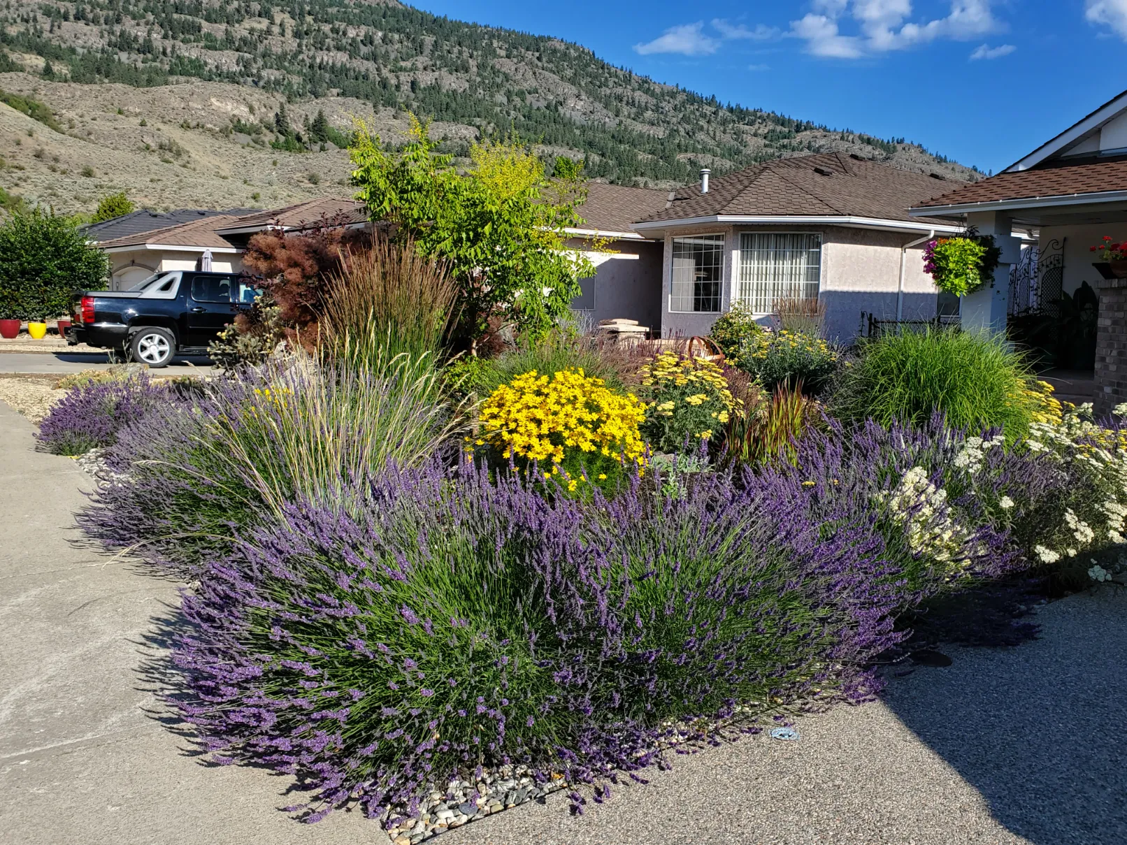 Xeriscape planting in Osoyoos and Oliver BC