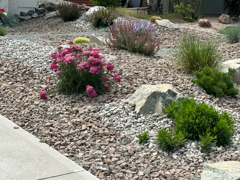Xeriscape planting in Osoyoos and Oliver BC