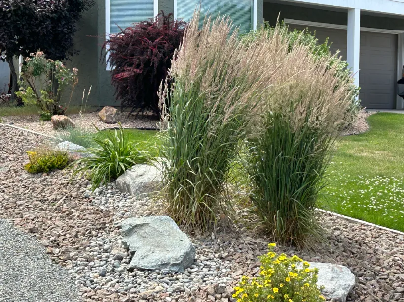 Xeriscape planting in Osoyoos and Oliver BC