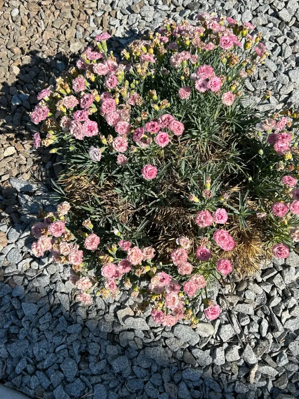 Xeriscape planting in Osoyoos and Oliver BC