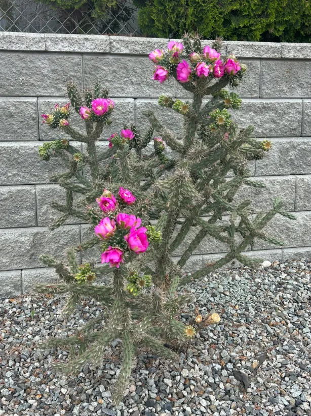Xeriscape planting in Osoyoos and Oliver BC