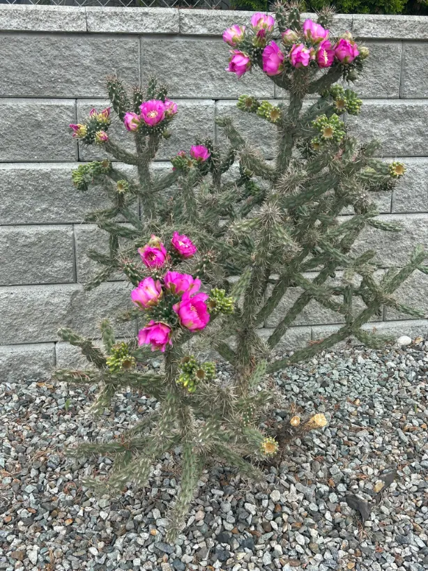 Xeriscape planting in Osoyoos and Oliver BC