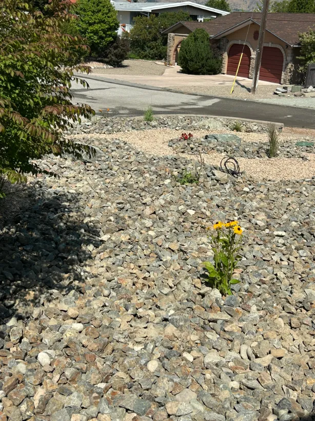 Xeriscape planting in Osoyoos and Oliver BC