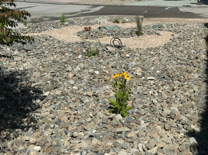 Xeriscape planting in Osoyoos and Oliver BC