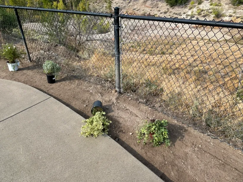 Xeriscape planting in Osoyoos and Oliver BC