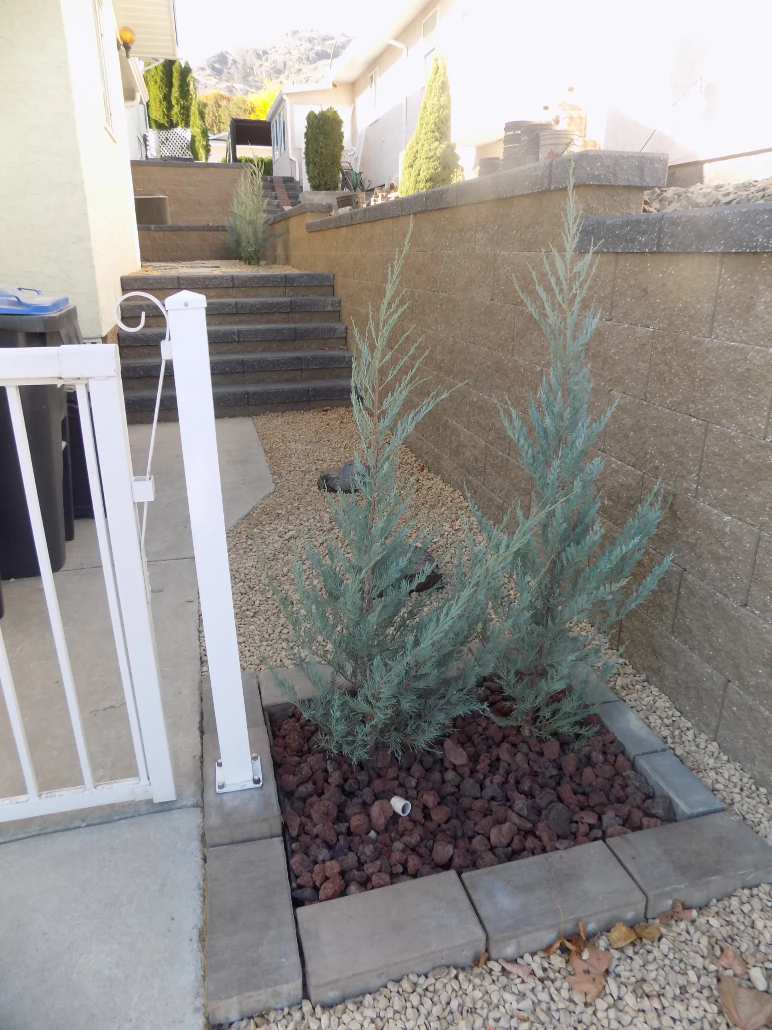 Xeriscape planting in Osoyoos and Oliver BC